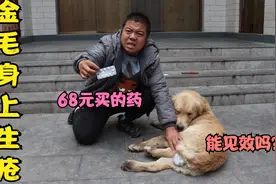 金毛身上不知咋回事生疮，小虎花68元给它买了药，这药能管用吗？视频封面