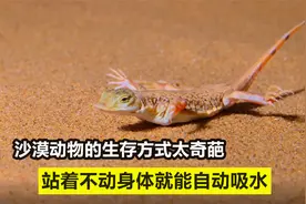 70度的沙漠，动物们的奇葩生存方式：棘蜥身体自动吸水，太神奇了视频封面