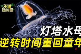 地球唯一一个有可能永生的生物：灯塔水母，能够逆转时间重回幼年视频封面