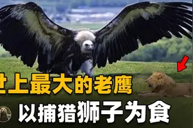 阿根廷巨鹰翼展长达7米，以捕猎狮子为食，这么厉害为何会灭绝？视频封面