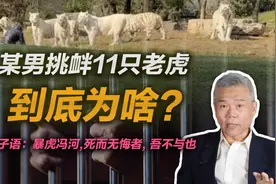 司马南：某男挑衅11只老虎，到底为啥？视频封面