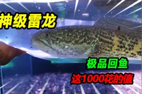 1000块钱买了3箱赛级雷龙鱼，竟然送的比买的都多，这钱花得真值视频封面