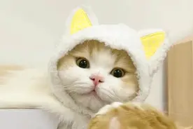 你们天天让我出养猫教程！它终于来了！视频封面