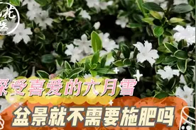深受喜爱的六月雪，盆景就不需要施肥吗？六月雪养护教学！