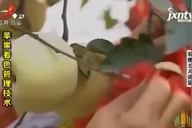 想要种植出色泽好的苹果，就要改变果实光照条件，具体如何操作？视频封面