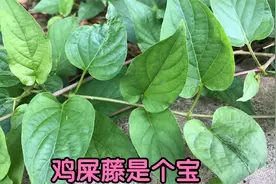 “吃饭不香，没食欲”？农村常见鸡屎藤，用对了就是宝！视频封面