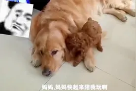 游点好笑：百度上可是说了，只要头能过去，身体也一定能过去！视频封面