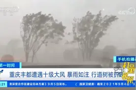 暴雨如注！重庆丰都遭遇十级大风，多棵行道树被折断|第一时间视频封面