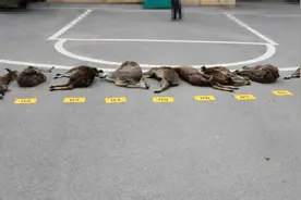 四川甘孜破获猎杀国家一级保护动物案 警方破门抓捕嫌犯视频曝光视频封面