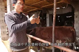 关于母牛掉球、掉房子的原因解析，预防以及治疗方法教给大家！