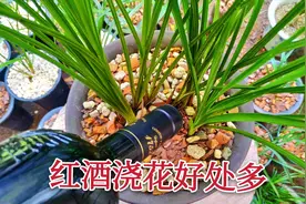 红酒“养兰花”好处多多，17年资深养兰人教你使用方法，学学吧视频封面