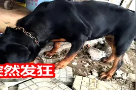 300元买只带证书罗威纳犬，没想到十天后赔了1万多元视频封面