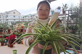养花小妙招，抓点黄豆泡水里，就是优质的氮肥，绿植用了长势旺视频封面