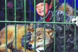 2011年，9岁的女孩朱琳被亲生父亲关进狼笼，如今怎么样了？视频封面
