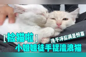 小姐姐桥面上遇见2只流浪猫，收养回家洗净后惊喜发现太漂亮了视频封面
