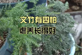 养文竹有4怕，平时就要虐着它，心不“狠”养不好视频封面