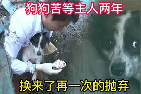狗狗在废屋中苦等主人两年，一身疾病，见面后再次被无情地抛弃视频封面