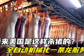 美国是怎样杀猪的？机械自动化操作，难怪美国猪肉这么便宜视频封面