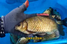 野钓：兔子也吃窝边草，不宽的小沟钓鲫鱼，黄金鲫钓着舒服视频封面