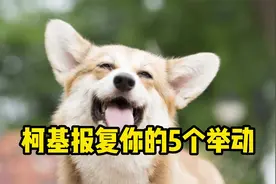 原来柯基这些行为，是在报复你！视频封面