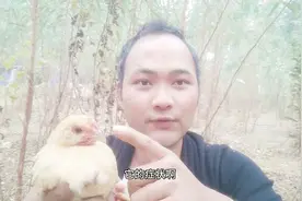 养殖鸡，鸡冠发紫、发黑，禽霍乱？还是简单的血液不通？视频封面