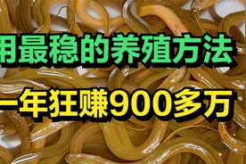 谨小慎微的他养黄鳝，摸索出最稳妥的养黄鳝方法，一年狂赚900万视频封面