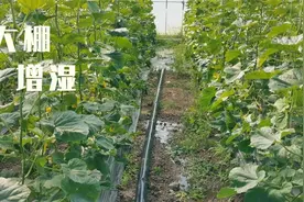 开始浇地增湿，别让棚室太干燥，影响产量视频封面