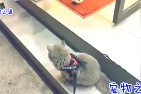 漂亮的喵小六长大了，变成了一只爱散步的猫，萌萌哒的样子好可爱视频封面