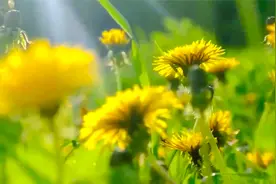 要扫除一切害人虫，全无敌。——毛泽东视频封面