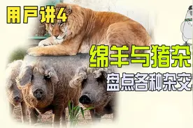 绵羊与猪杂交会怎样？盘点各种杂交物种。视频封面