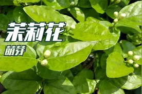 茉莉花萌芽，做好养护“三部曲”，新叶长出快，夏秋开花多视频封面