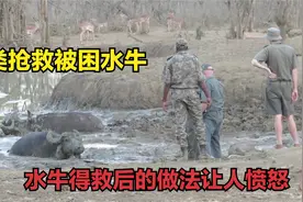 水牛陷入泥潭奄奄一息，人类及时抢救，水牛得救后的做法让人愤怒视频封面