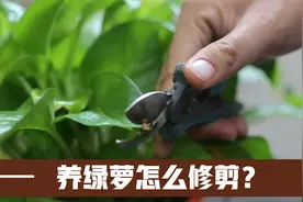 绿萝怎么修剪？园艺师教你，修剪逻辑，黄叶处理，干尖预防等技巧视频封面