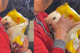 阿姨抱小狗等宠物医生检查，哄着难受的狗狗，得知病因网友笑了视频封面