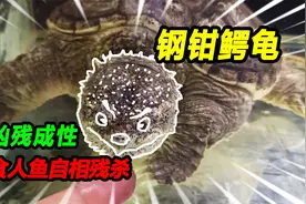 喝了毒囊水的食人鱼，撕咬同伴异常凶残，巴西龟竟然上演虎口夺食视频封面