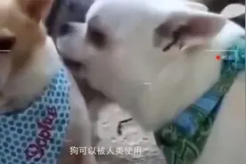 狗子在交配完后，为啥会有背靠背“闭锁”现象，这不是很危险吗？视频封面