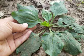 牙疼，牙龈肿痛？农村8月即将消失的野草，很管用！视频封面