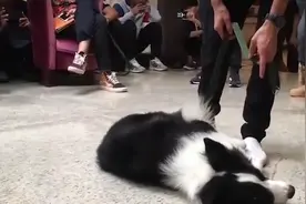 警方回应网传训犬师虐狗视频：已去其公司调查 后续会跟进此事视频封面