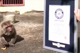 猴子也长寿！日本42岁猕猴获吉尼斯世界最高龄纪录视频封面