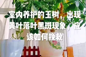 室内养护的玉树，出现黄叶落叶黑斑现象，应该如何挽救