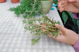 太阳花枝条这样保存，不怕冻死，春天就能重新扦插！视频封面