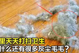 为什么家中天天打扫，还会出现很多“毛毛”？这些毛毛怎么来的？