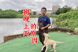 狗晚上叫的原因是什么？训犬师分享养犬经验，让你更了解宠物知识视频封面