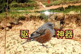 现在农村又出现一种新型驱鸟神器，种庄稼用上它，再也没有鸟害了视频封面