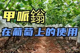甲哌鎓在葡萄上的应用视频封面