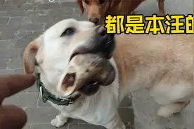 拉布拉多越来越不听话，吃独食还揍金毛和小土狗，看主人怎收拾它视频封面