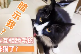 傻猫一直舔凳子是什么意思？在暗示我什么吗？