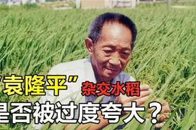 袁隆平的贡献被夸大？揭开杂交水稻的“秘密”，才明白他的伟大_视频封面