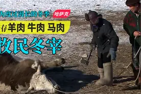 蒙古高原哈萨克人冬宰，存储羊肉牛肉马肉才能过冬生存#哈萨克视频封面