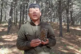 2021年的松塔陆续下山，红松霜籽水份小，一宁直接用牙咬开吃！视频封面
